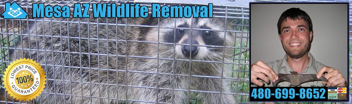 Mesa
 Wildlife and Animal Removal